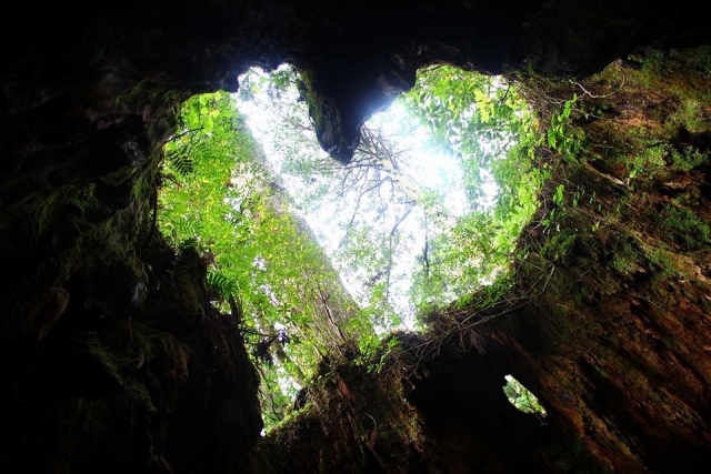 Heart shape in Wilson's Stump